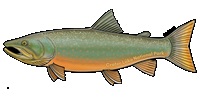  Sticker Bull Trout